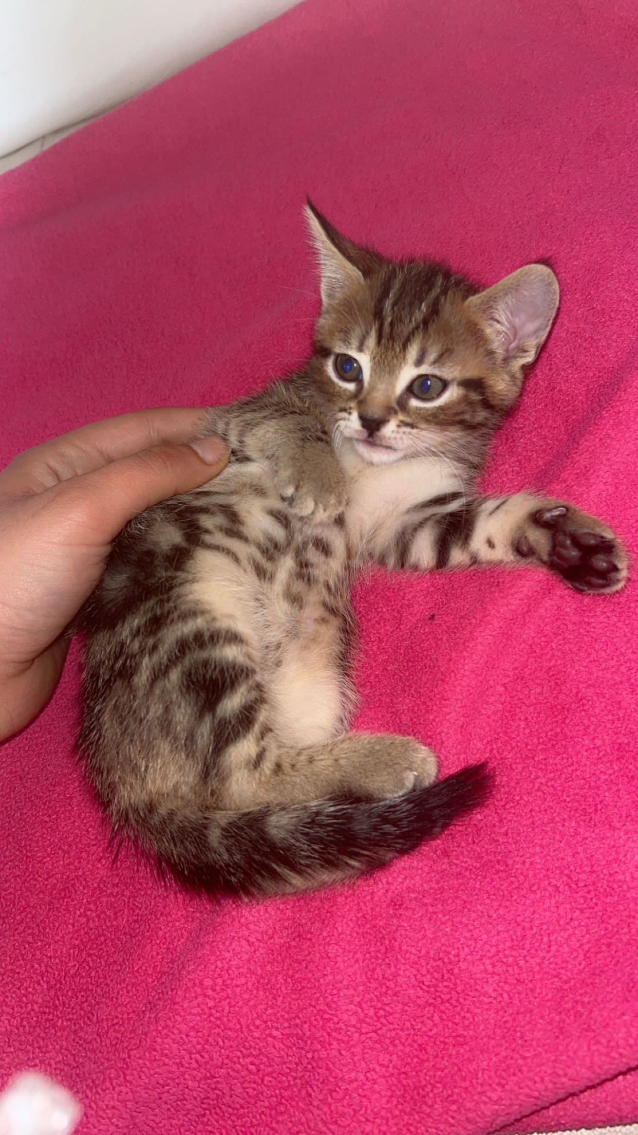 Chaton 100 Montreuil (93)