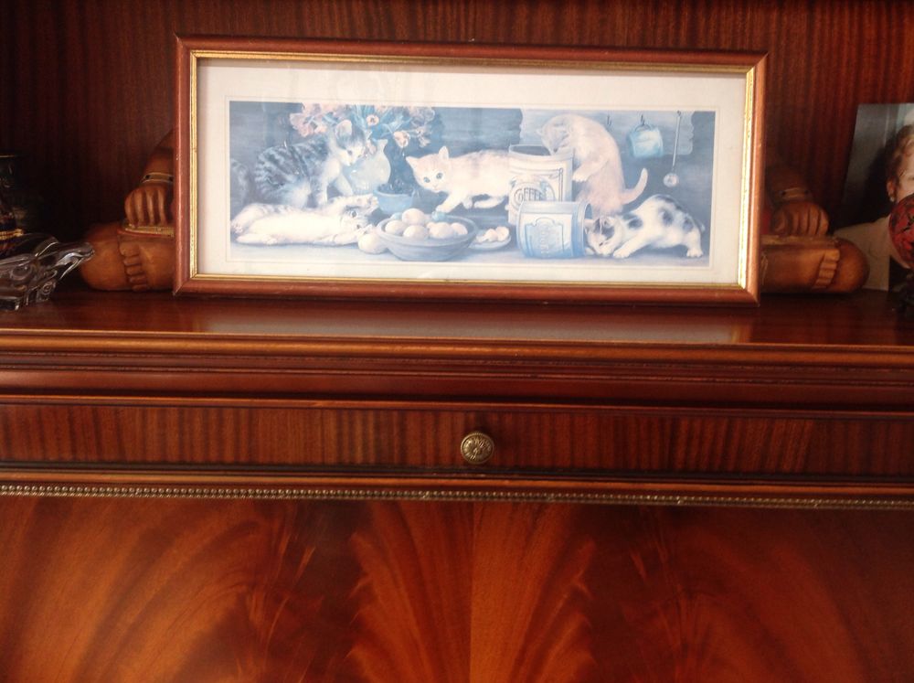 des chats 5 Senlis (60)