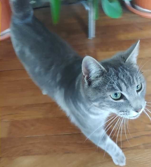 chatte femelle don 0 Montpon-M�nest�rol (24)