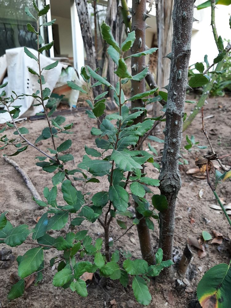 CH�NE VERT Arbre 6 Mont-de-Marsan (40)