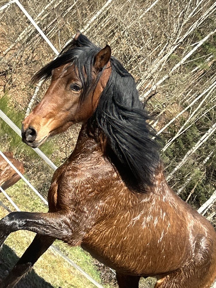 cheval �  vendre 3200 Saint-Di�-des-Vosges (88)