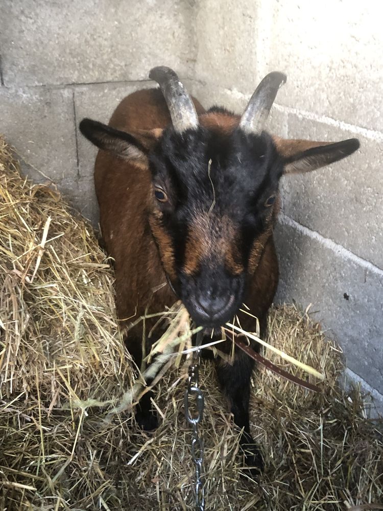 ch�vre naine 30 Perros-Guirec (22)