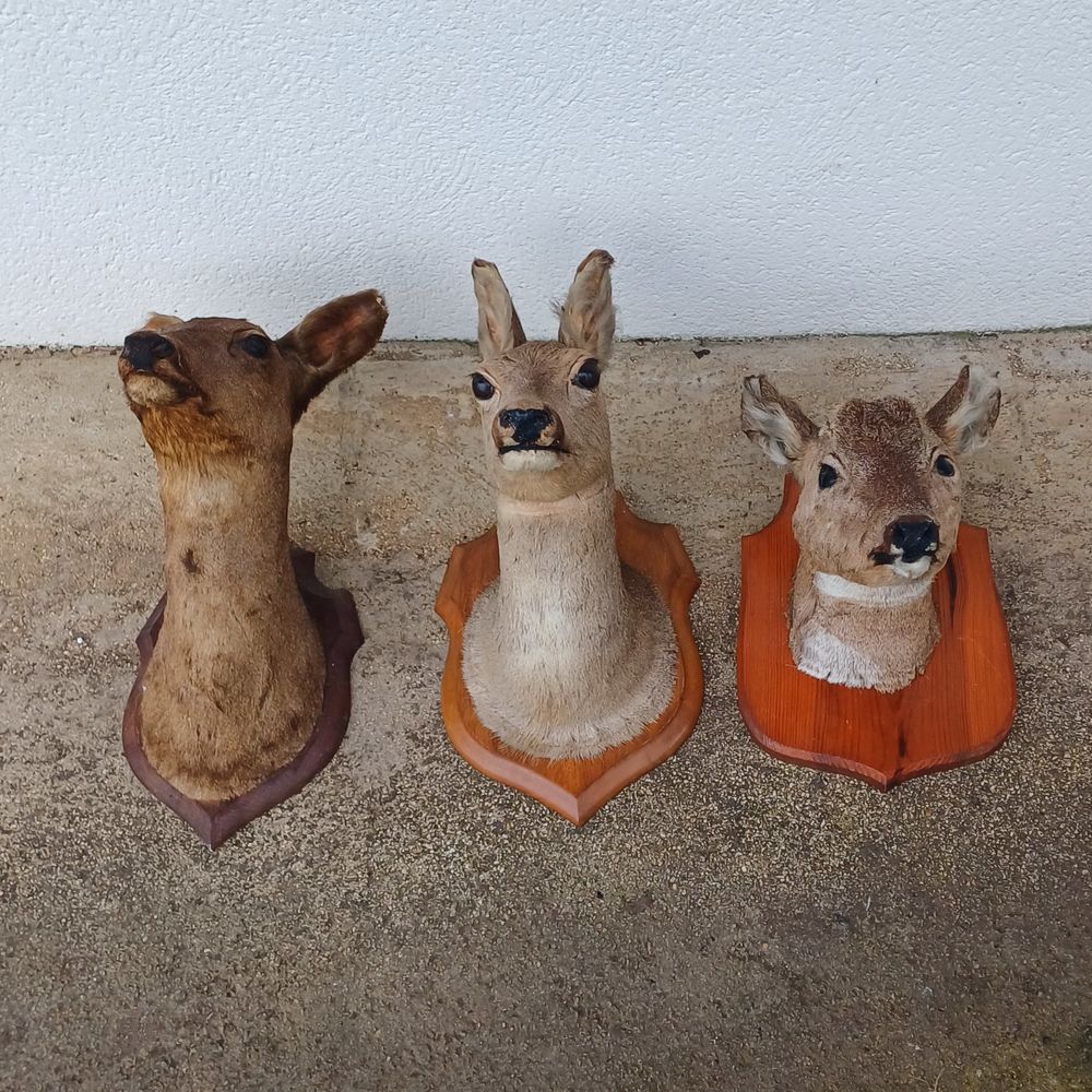 Chevreuil taxidermie 40 Rethel (08)