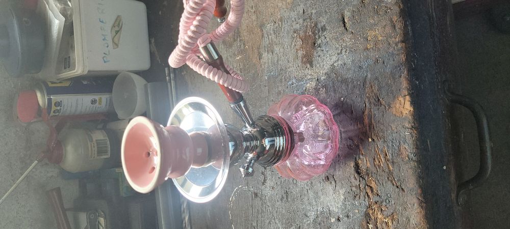 Chicha verre un bec rose 10 Champigny-sur-Marne (94)