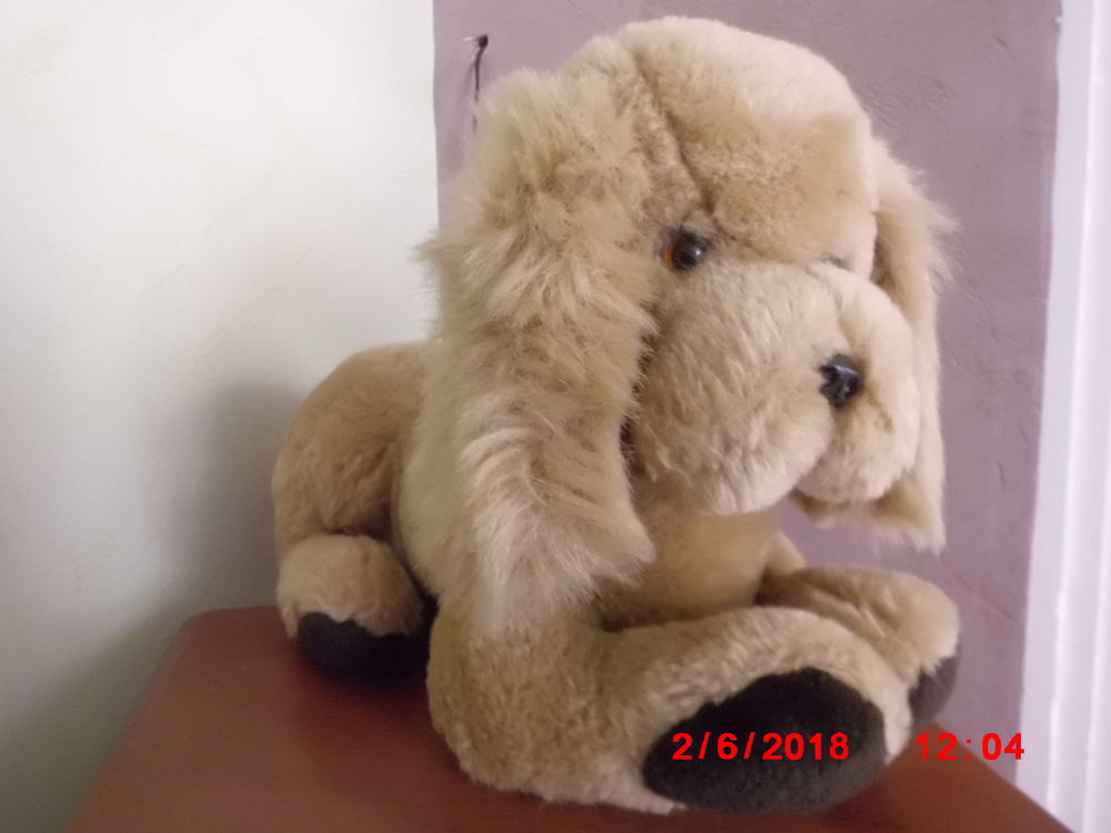 CHIEN BEIGE BLANCHET 21 Oignies (62)