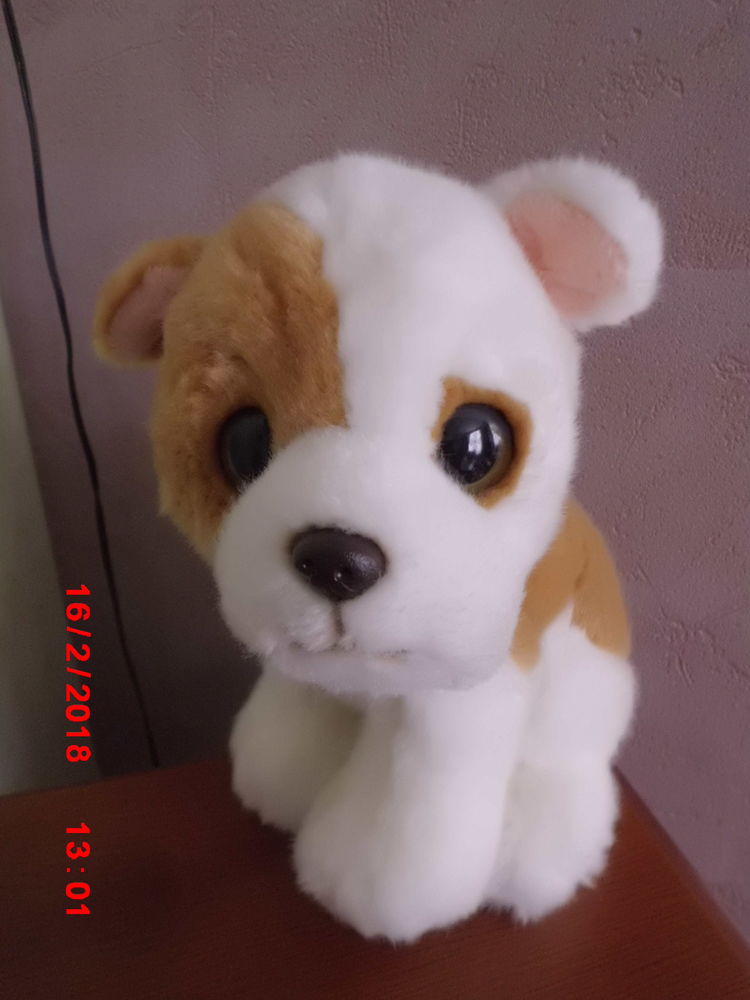 CHIEN BLANC ET MARRON PAWS 16 Oignies (62)