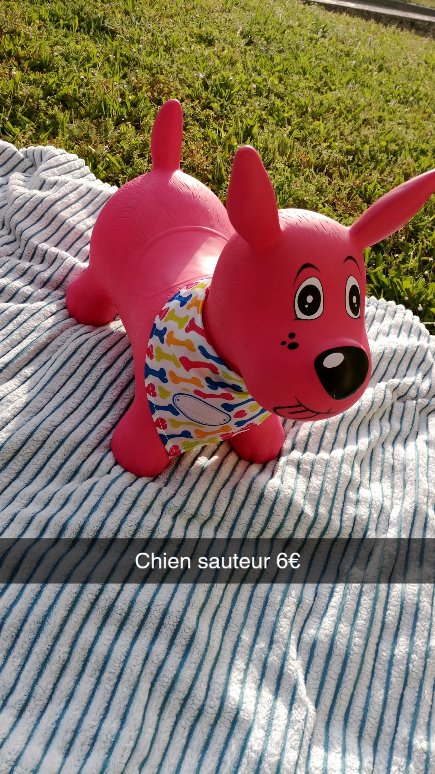 Chien sauteur 10 Carquefou (44)