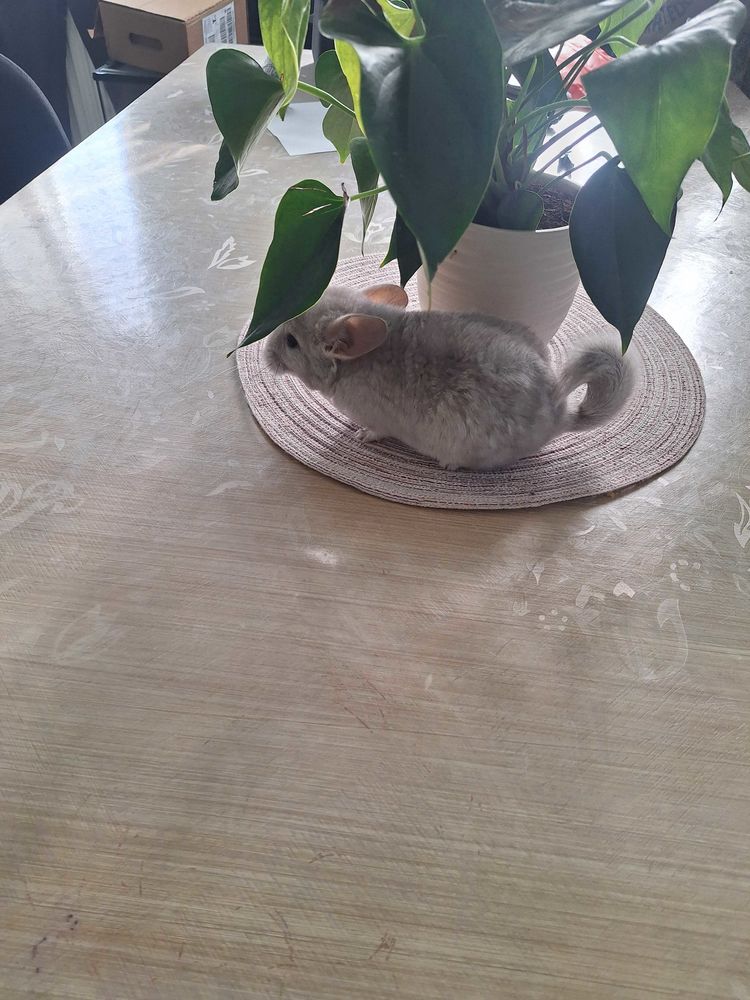 chinchilla 90 Fenain (59)