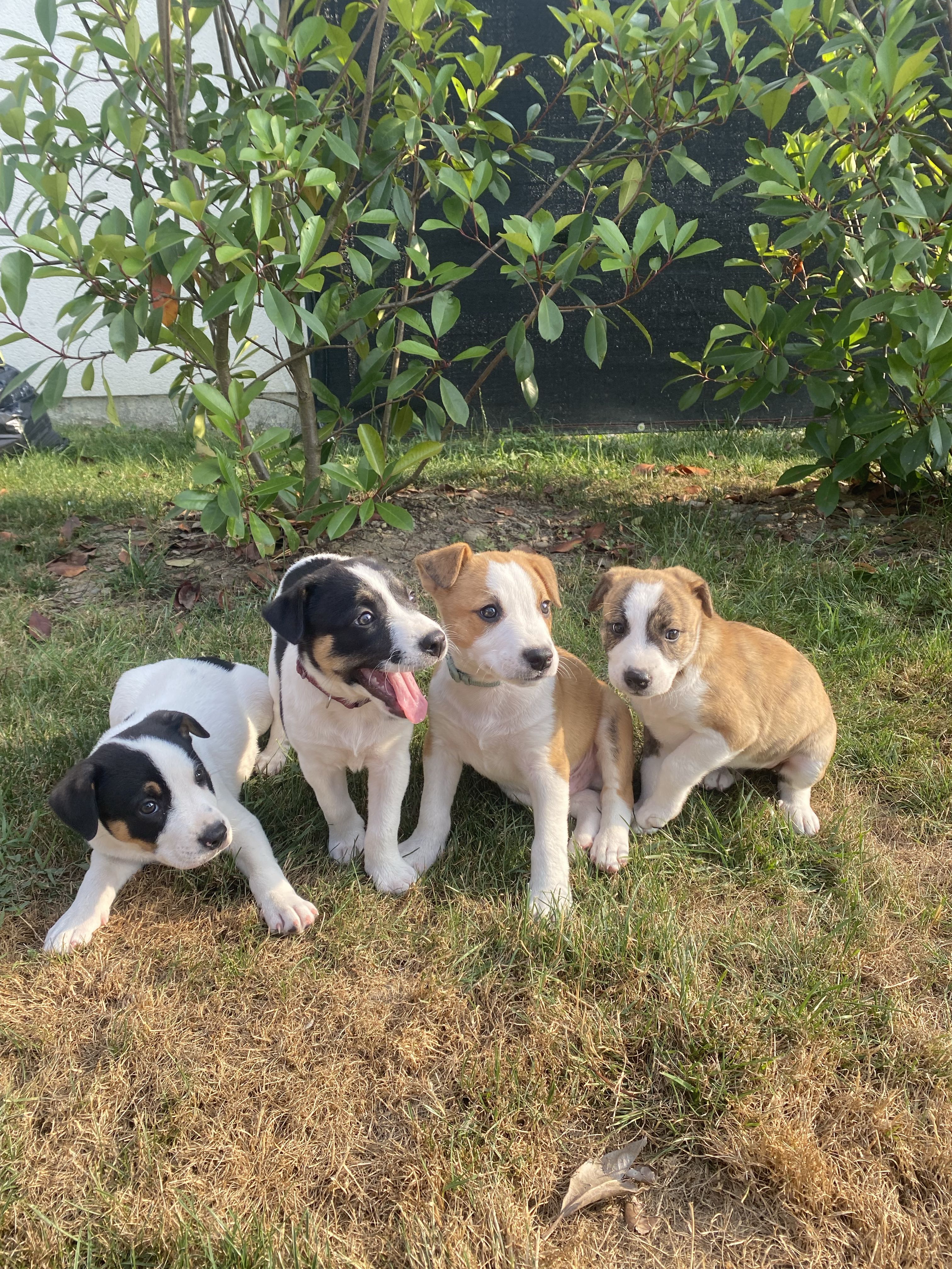 chiot staffy 1000 Pau (64)