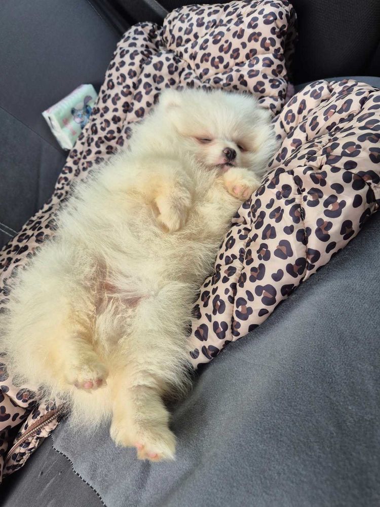 chiot 500 Poitiers (86)