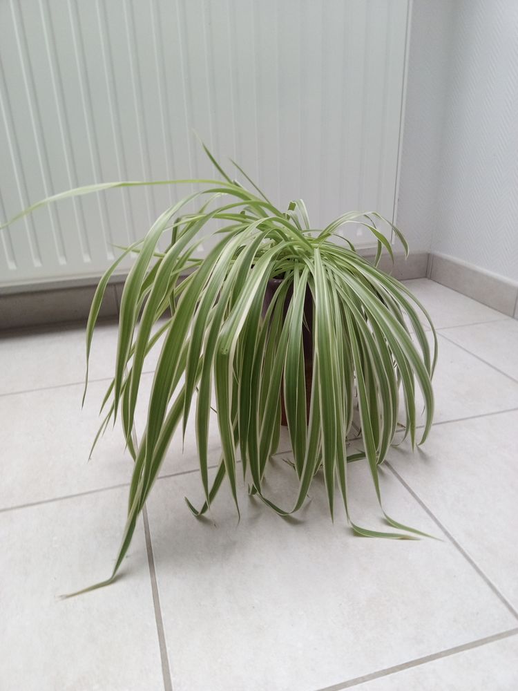 Chlorophytum, plante araign�e, d�polluante 6 Saunay (37)