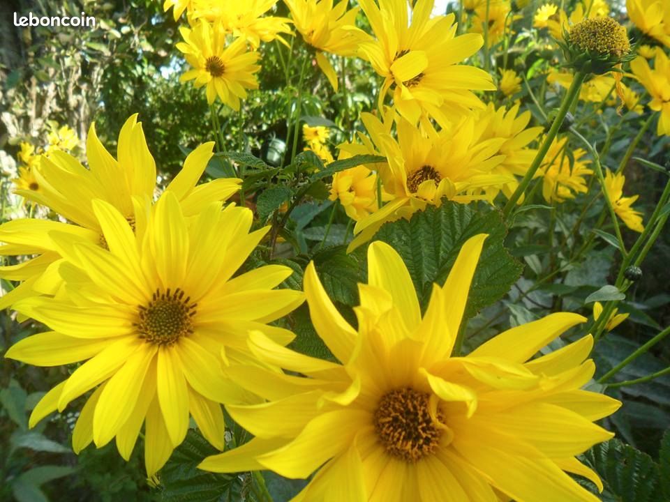 CHOIX DE PLANTES VARIES 2 Saint-Germain-la-Blanche-Herbe (14)