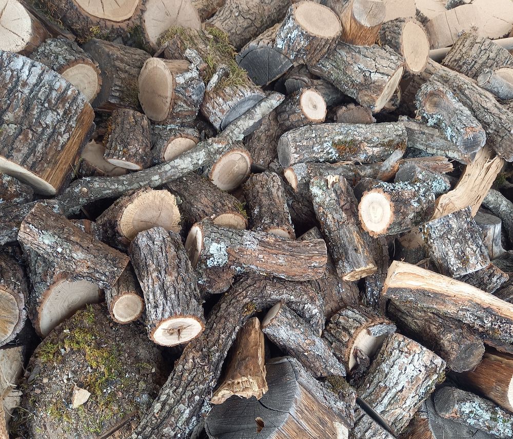 Chute bois de ch�ne 65 Mori�res-l�s-Avignon (84)