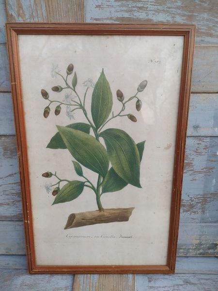 Cinamomum Cannelle Gravure Johann Wilhelm Weinmann XVIIIe 120 Loches (37)