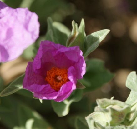 Ciste � Truffe 5 Saint-Yrieix-sur-Charente (16)