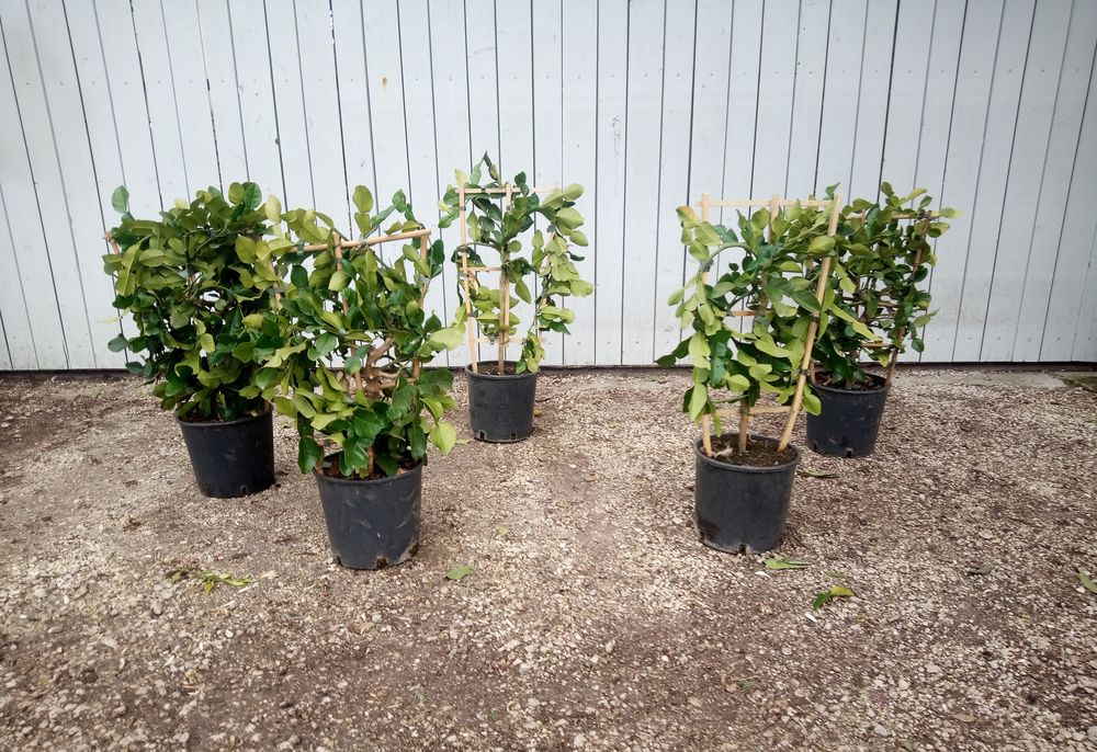 Citronnier vert 'Combava', 'keffir lime' paliss� sur treille 42 Ch�teaurenard (13)