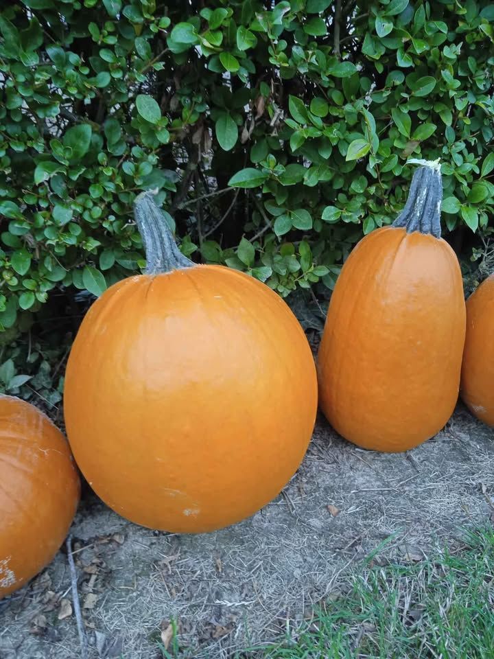 citrouille d'halloween 2 Calonne-sur-la-Lys (62)