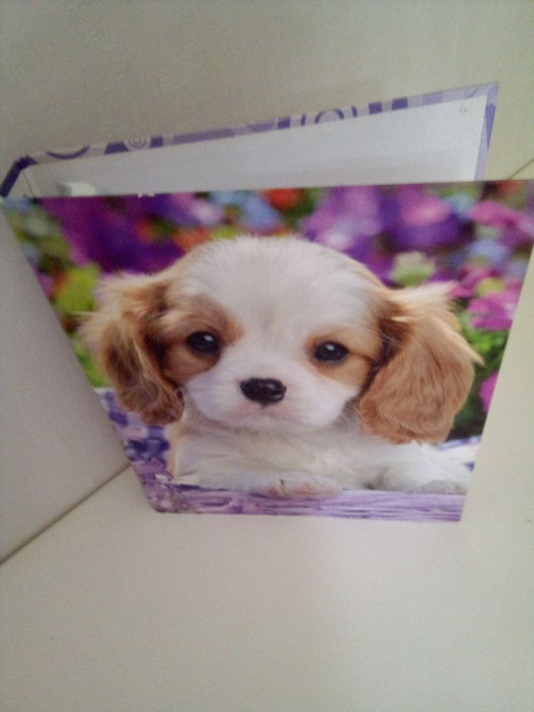 classeur motif chien 3 �vreux (27)