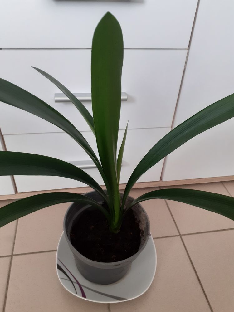Clivia 10 Yvetot (76)