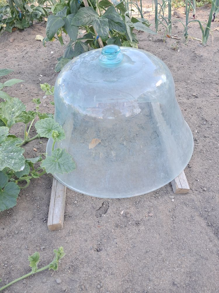 Cloche de verre 40 Saint-Amand-Montrond (18)