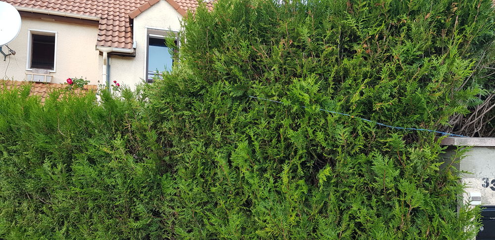 Cloture pour maison en Thuyas 0 Strasbourg (67)