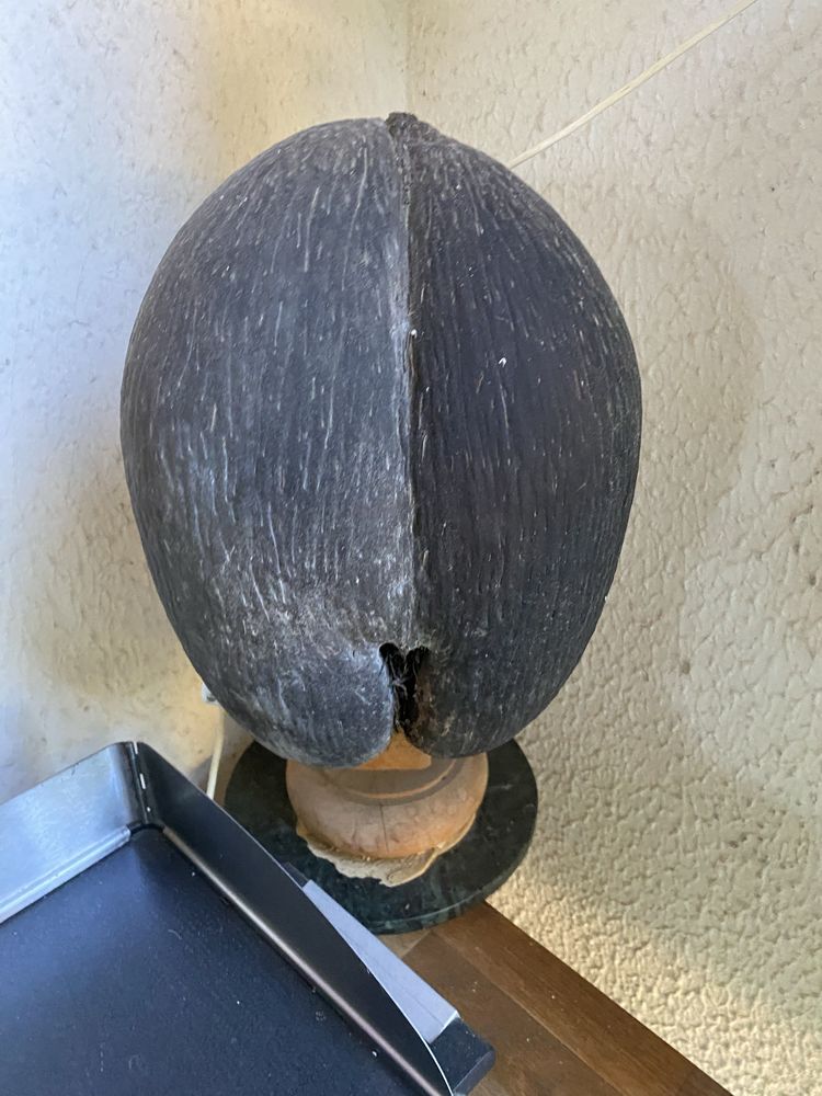 coco fesse 550 Saint-Rapha�l (83)