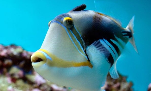 Co�quipier p�che en bateau 0 Morne-�-l'Eau (97)