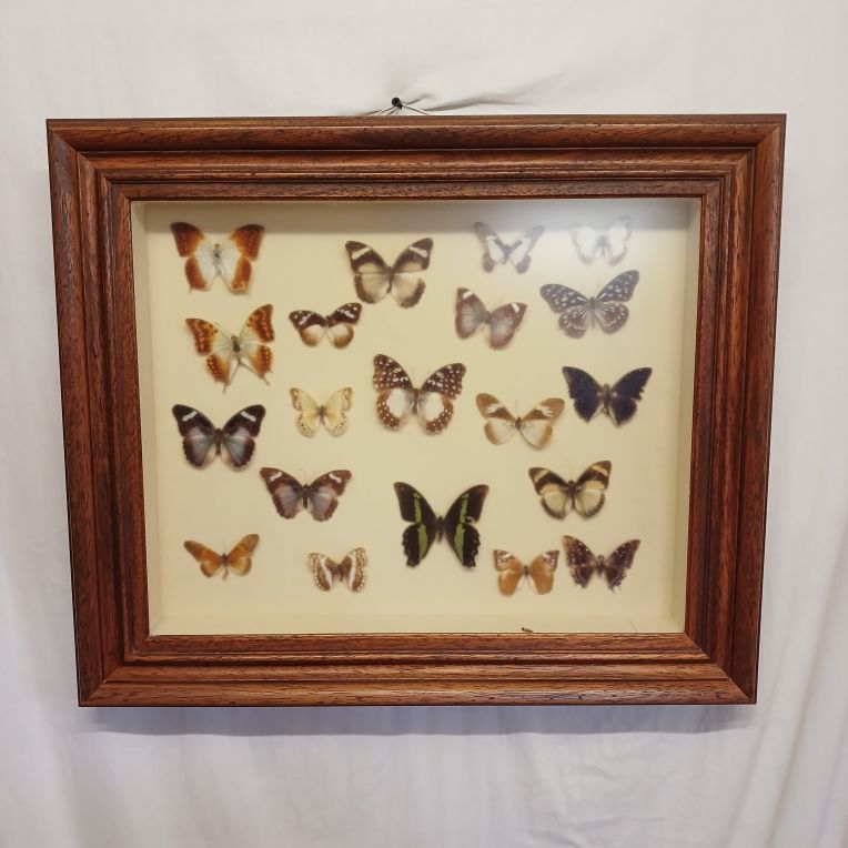 coffret 20 vrais papillons 85 Vendeuvre-du-Poitou (86)