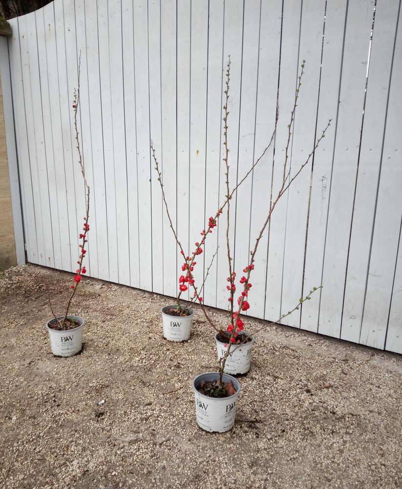 Cognassier du Japon aux fleurs rouges vives container. ?? 20 Ch�teaurenard (13)