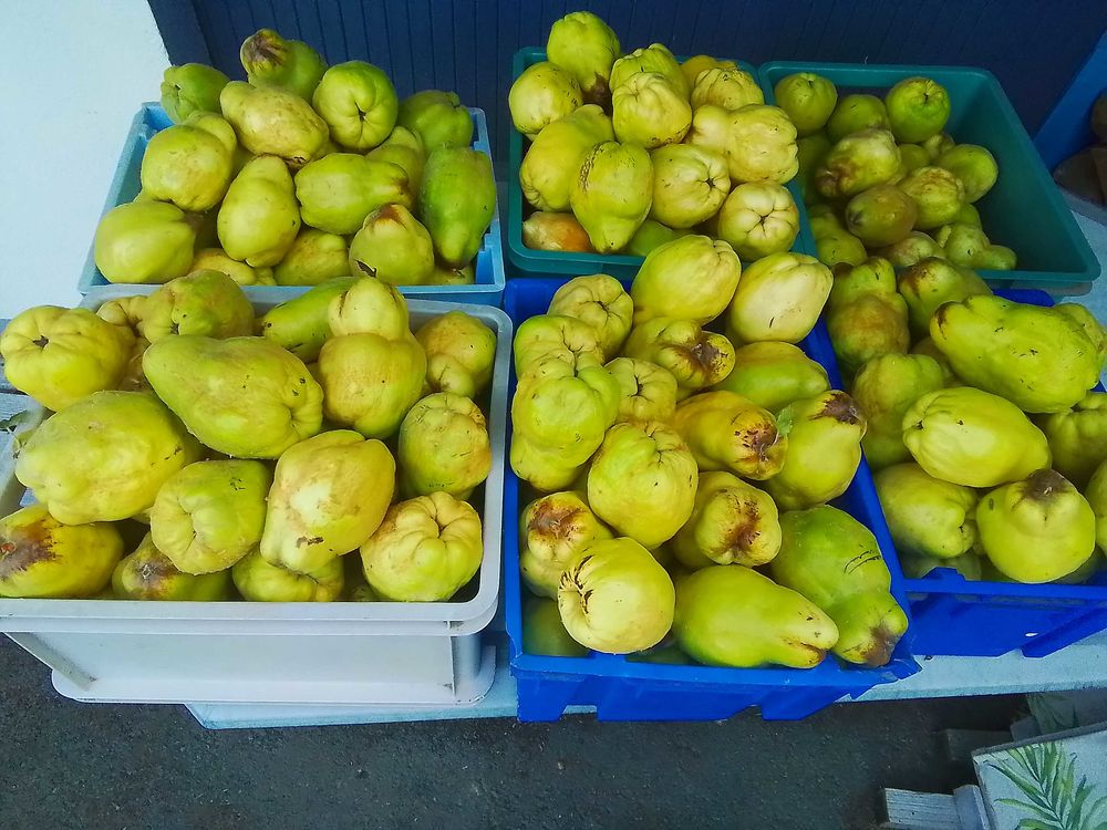 coings fruits pour gel�e  et p�tes  de fruits ect  0�50 le kg 50 Chalonnes-sur-Loire (49)