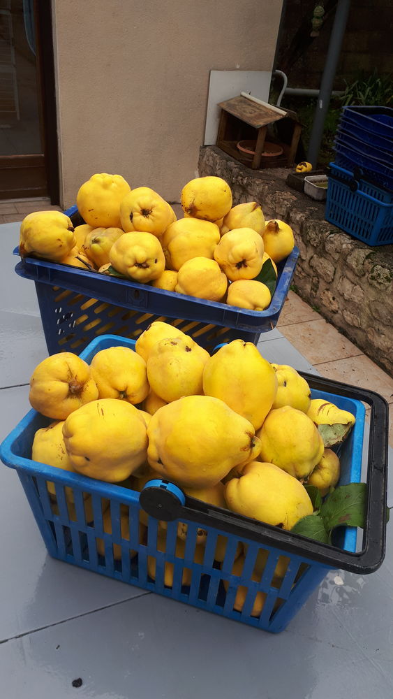 coings bio 1 Chaintreaux (77)