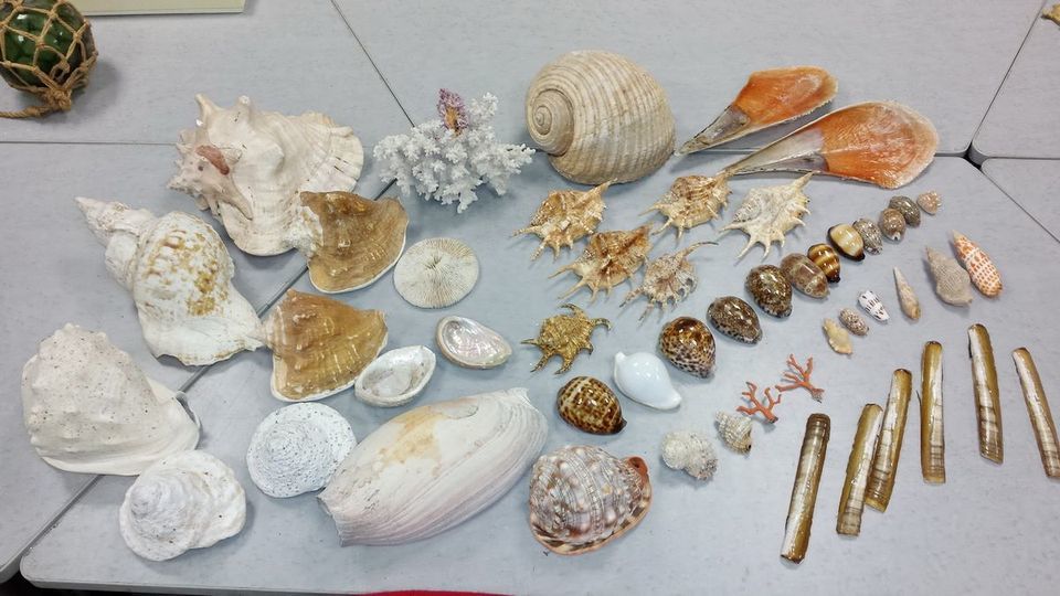 Collection de COQUILLAGES, tr�s bel ensemble 150 Tours (37)