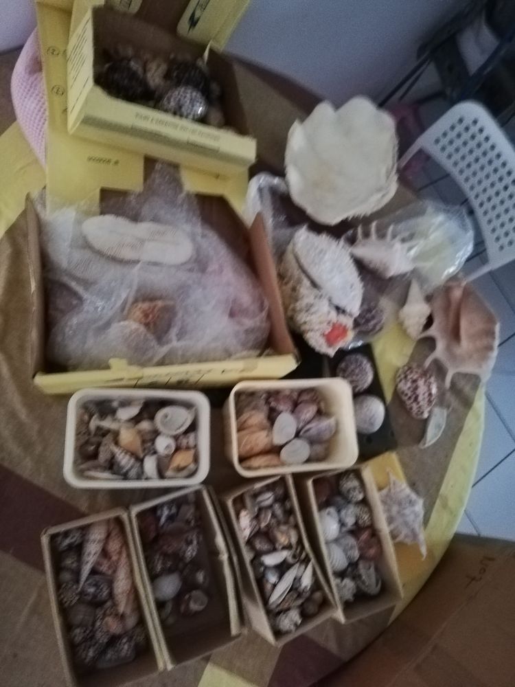 Collection coquillages 90 Villeneuve-Tolosane (31)