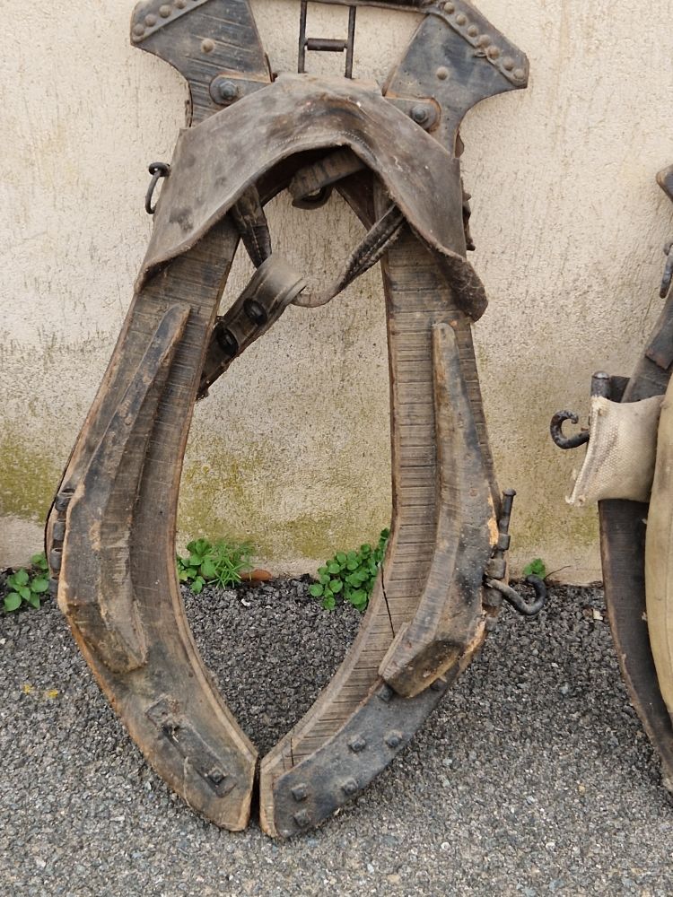 collier de cheval 60 Narbonne (11)