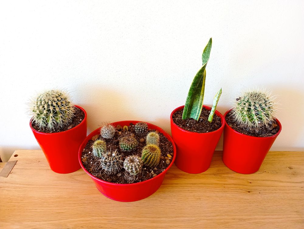 Lot compos� de 11 plantes. 12 Lyon 3 (69)