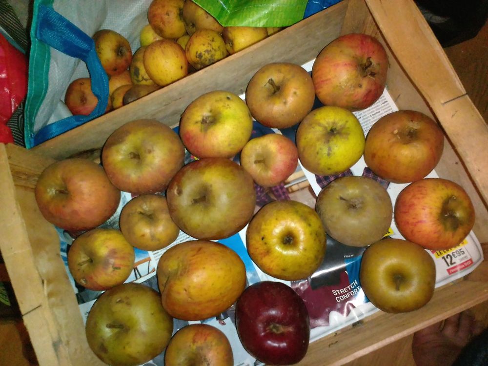 u compote bio faite maison 5 H�rouville-Saint-Clair (14)