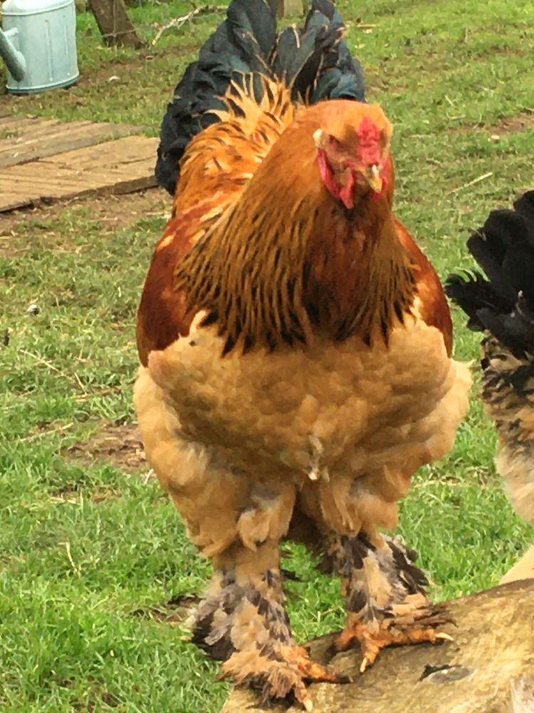 coqs Brahmas 8 mois 15 Thouars (79)