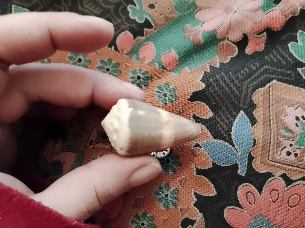 pin s coquillage blanc/marron vintage ann�es 80. 10 Carqueiranne (83)