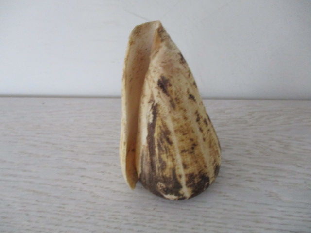 coquillage c�ne 15 Castres (81)