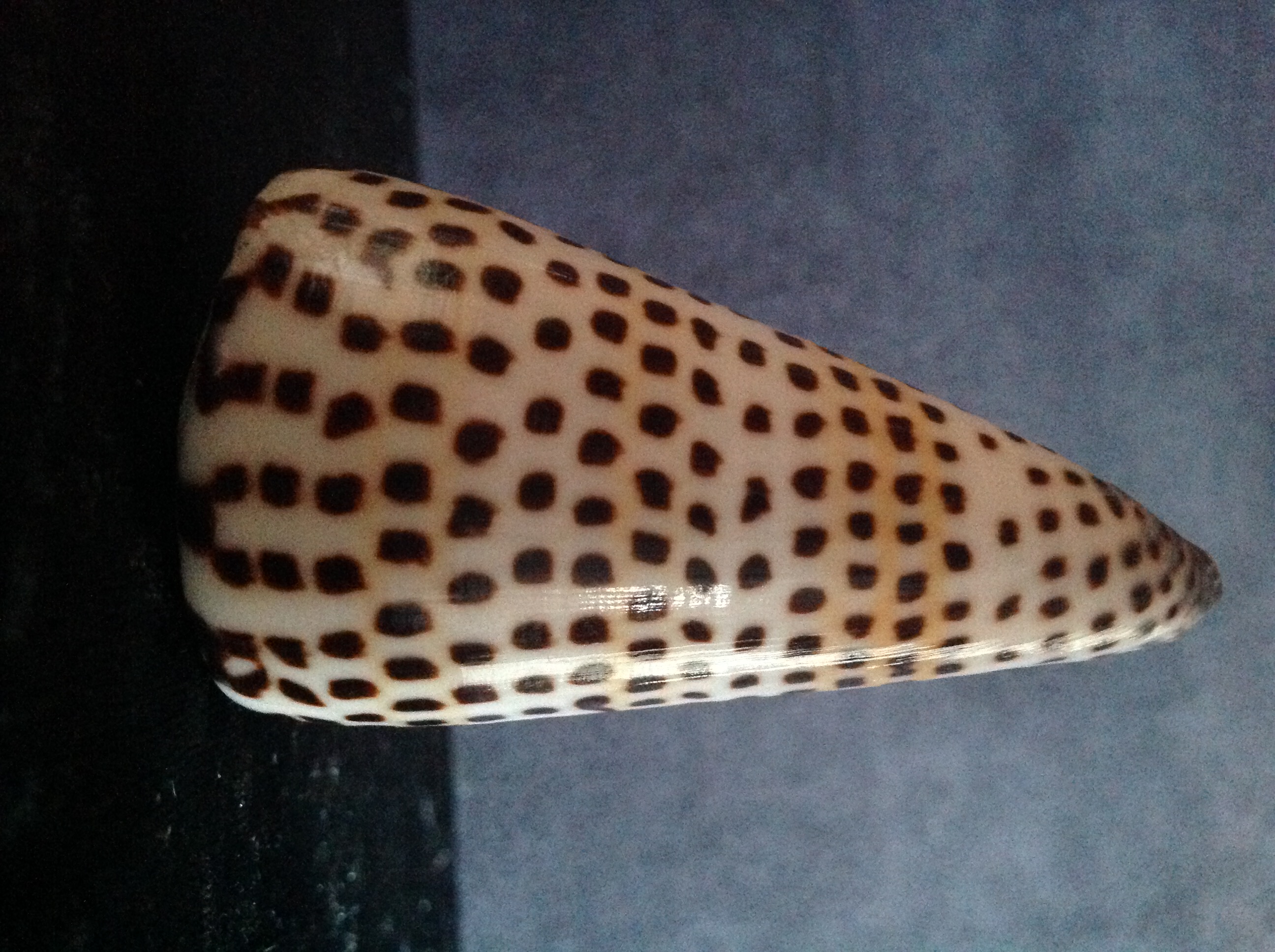 COQUILLAGE CONIDAE CONUS LITTERATUS Envoi Possible 8 Tr�gunc (29)