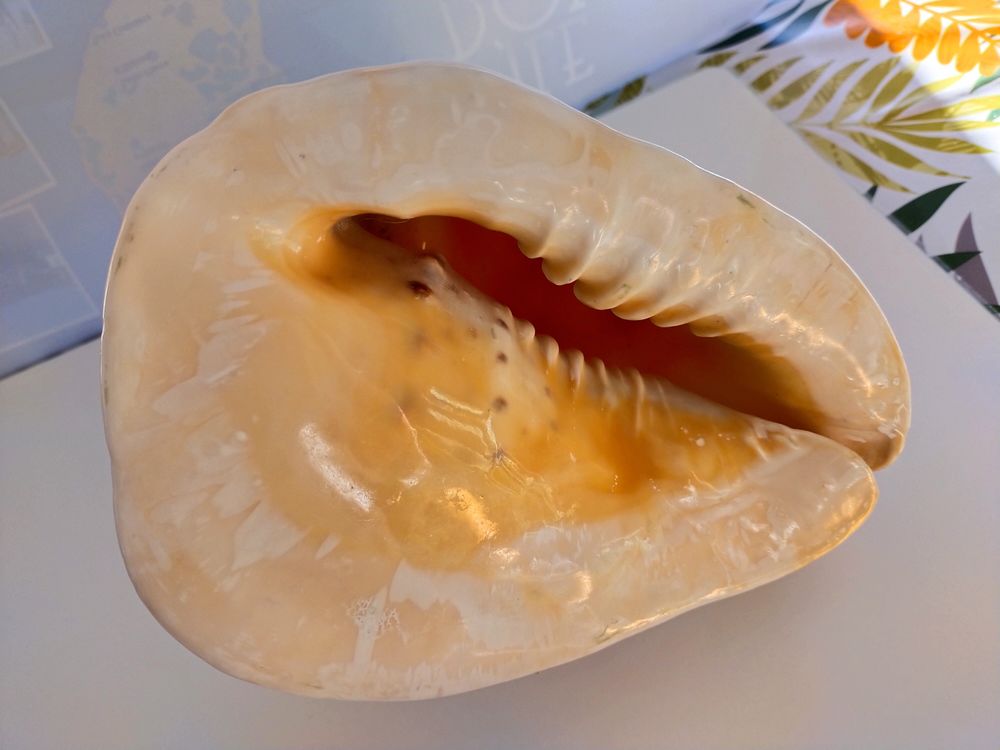 coquillage     CONQUE-LAMBI     60 Dolus-d'Ol�ron (17)