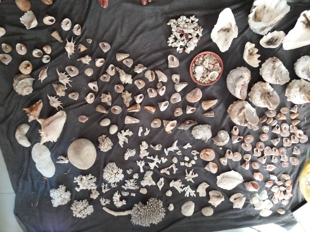 coquillage et coraux 0 Nice (06)