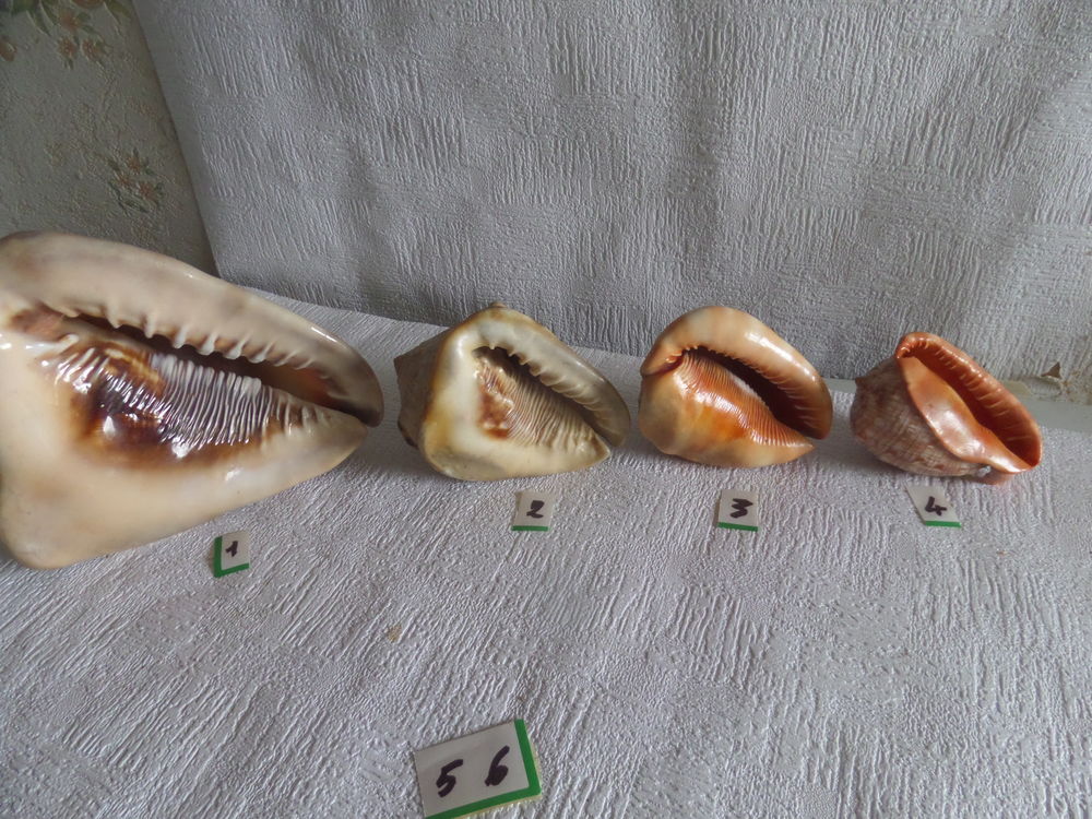 coquillage cypaea fuma 10 Lyon 8 (69)