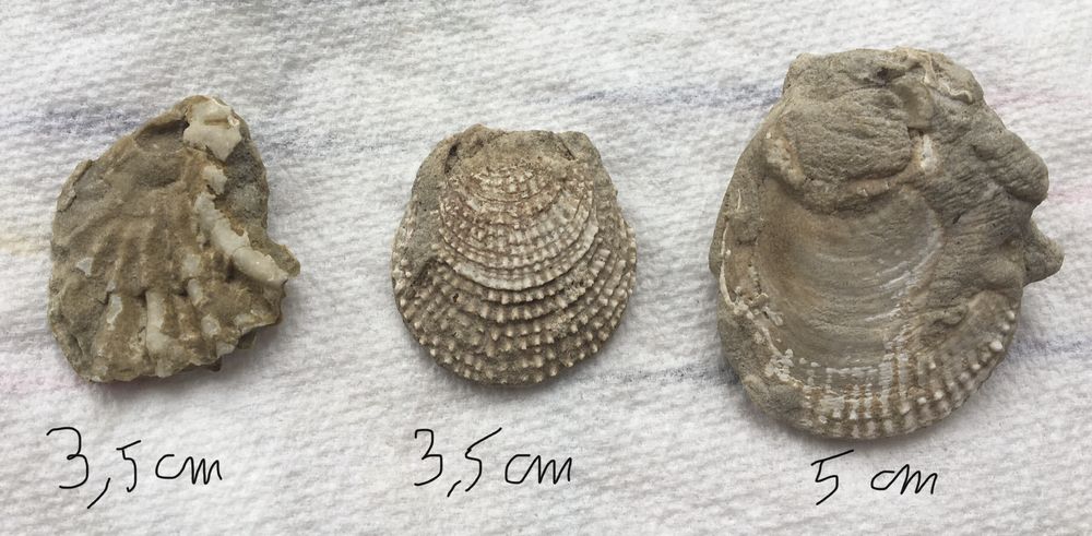 Coquillage fossilis� 4 Paris 20 (75)