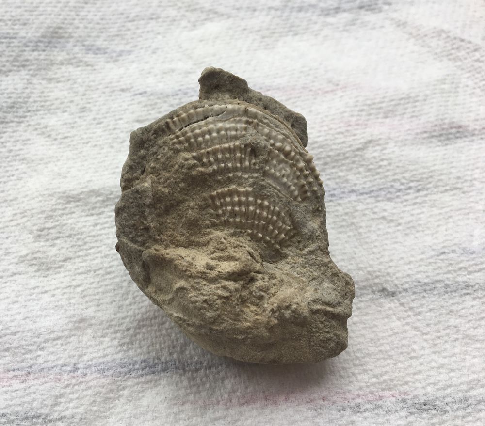 Coquillage fossilis� 16 Paris 20 (75)
