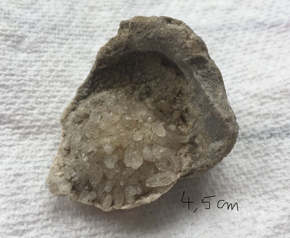 Coquillage fossilis� 12 Paris 20 (75)