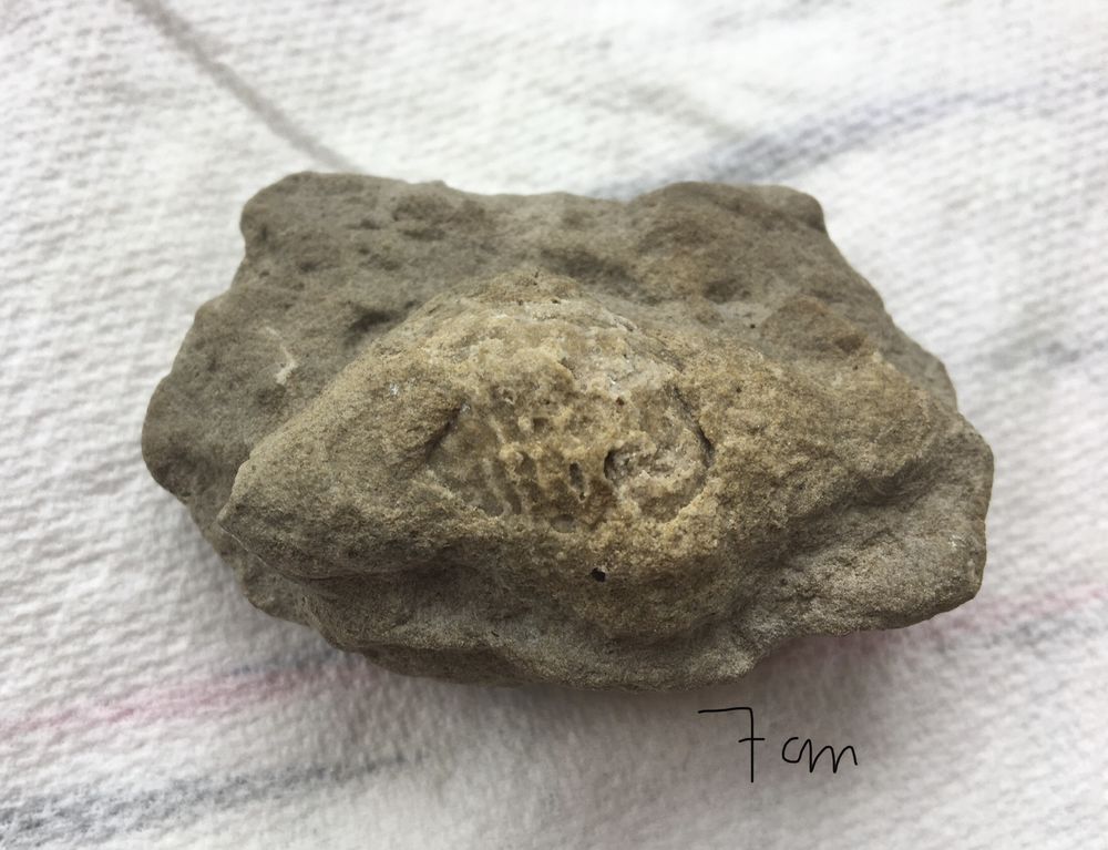 Coquillage fossilis� 7 Paris 20 (75)