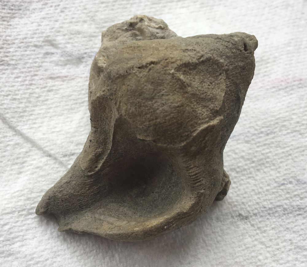 Coquillage fossilis� 0 Paris 20 (75)