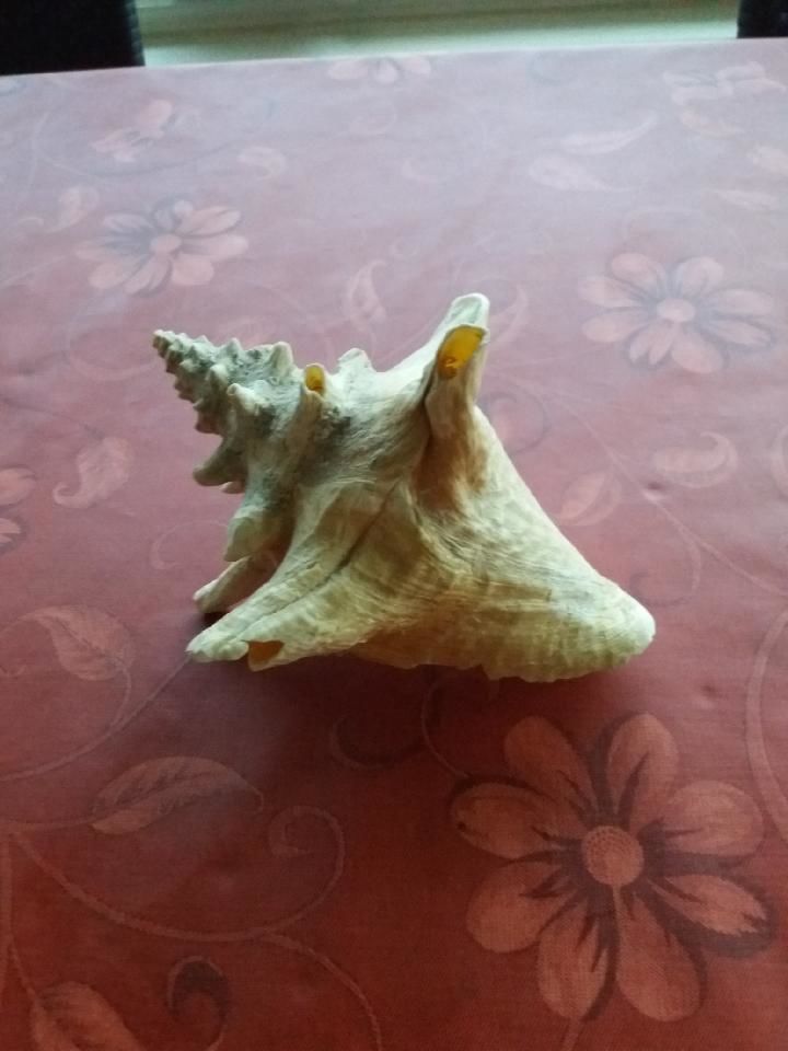 Coquillage Lambis de Guadeloupe 10 Saint-Alban-Leysse (73)