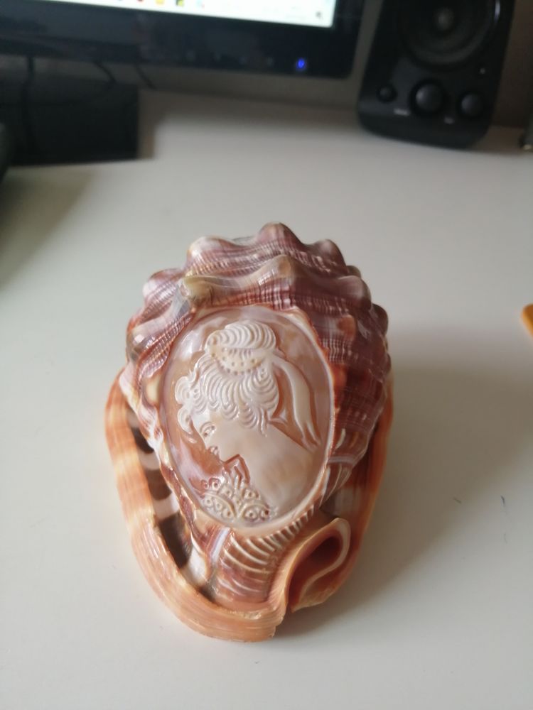 Coquillage nautile grav� 0 Auch (32)